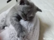 Pisica british shorthair 