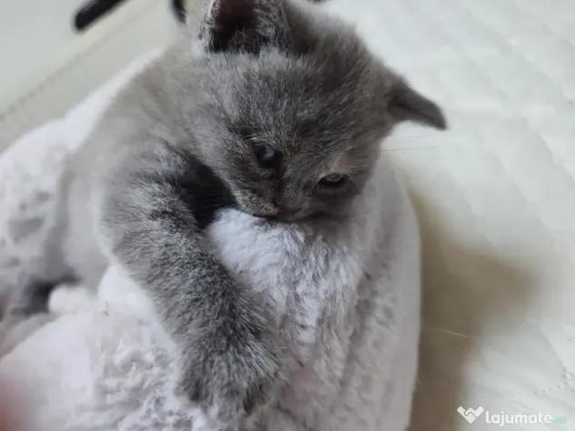 Pisica british shorthair