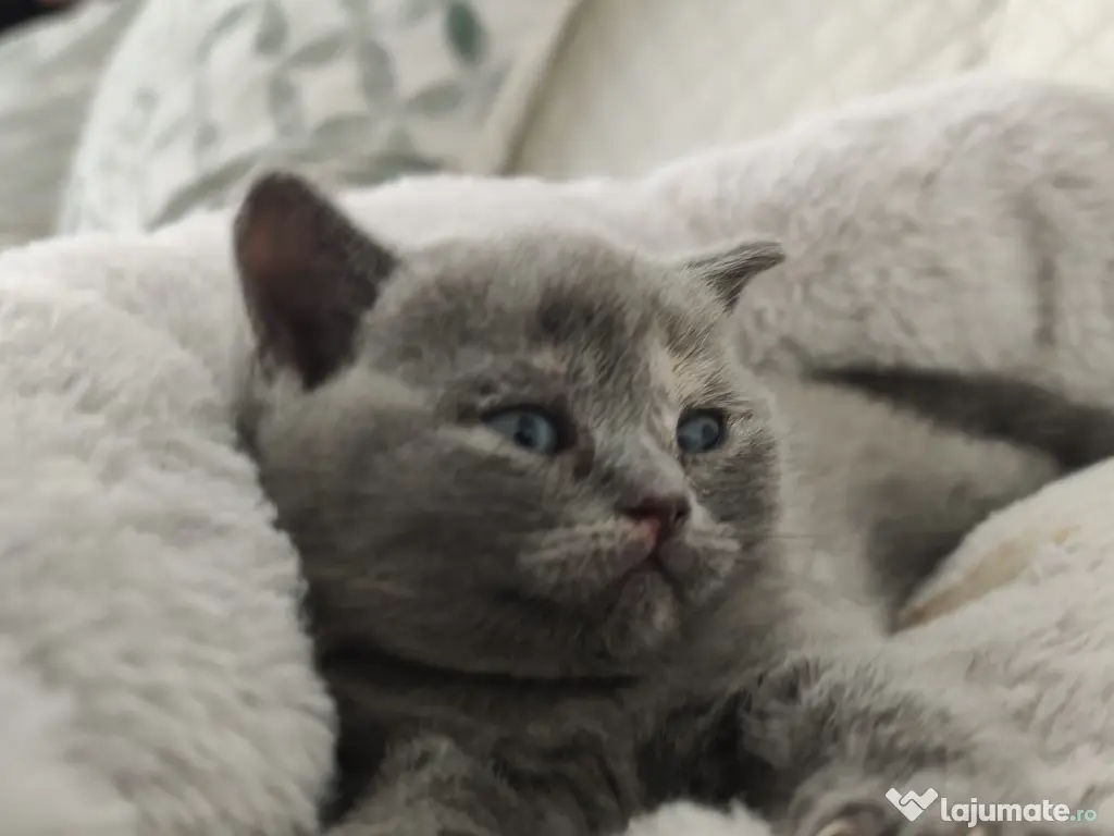 Pisica british shorthair