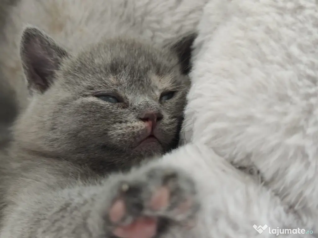 Pisica british shorthair