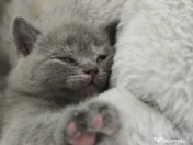 Pisica british shorthair 