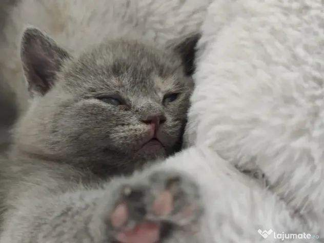 Pisica british shorthair
