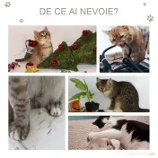 PawHut Copac pentru Pisici cu 3 Nivele cu Covor pentru Zgâriat în Formă de Arc, Copac de Zgâriat, 40x35x72 cm, Gri | Aosom Romania 