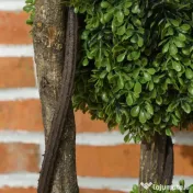 HOMCOM Plantă Artificială de Buxus cu 3 Sfere, Ghiveci Inclus și Bază Întărită, Ø19,5x115 cm, Verde | Aosom Romania