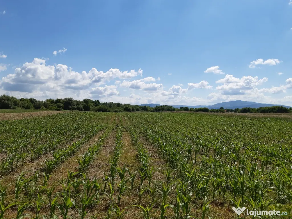 Teren agricol Podu Oltului la limita UAT Harman si UAT Prejmer 1,5 euro mp