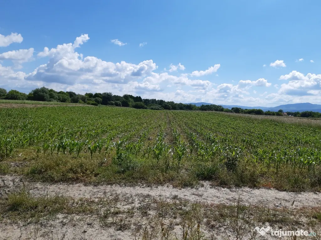 Teren agricol Podu Oltului la limita UAT Harman si UAT Prejmer 1,5 euro mp