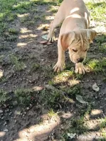 Căței Cane Corso cu pedigree