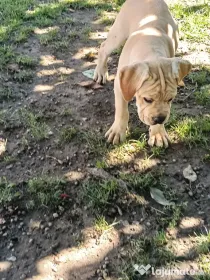 Căței Cane Corso cu pedigree
