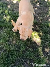 Căței Cane Corso cu pedigree 