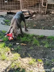 Căței Cane Corso cu pedigree 