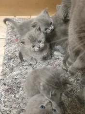 British shorthair