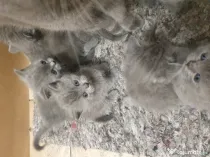 British shorthair