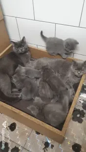 British shorthair