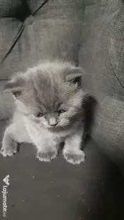 British shorthair