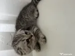 Pui pisica Scottish fold