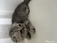 Pui pisica Scottish fold 