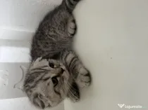 Pui pisica Scottish fold
