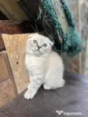 Pui pisica Scottish fold 
