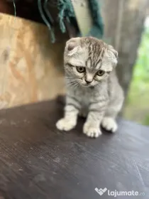 Pui pisica Scottish fold