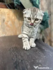 Pui pisica Scottish fold 