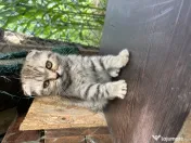 Pui pisica Scottish fold 