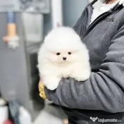 Pomeranian super mini 0733 890 139 