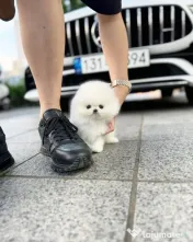 Pomeranian super mini 0733 890 139 