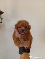 Pui rasa Maltipoo toy disponibili