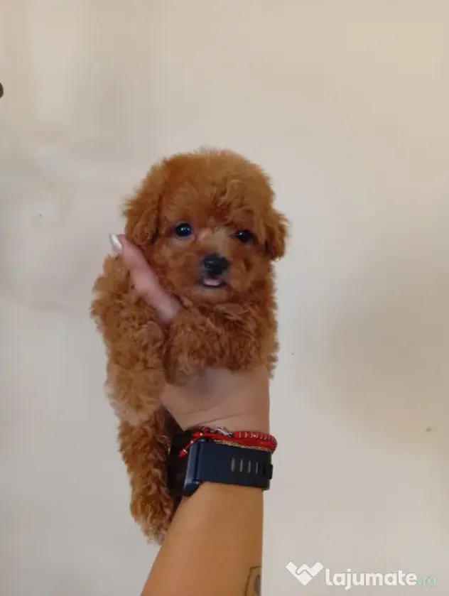 Pui rasa Maltipoo toy disponibili