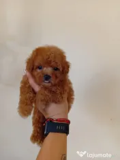Pui rasa Maltipoo toy disponibili 