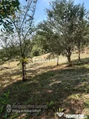 Teren 2240 mp intravilan + casa batraneasca Hintesti-Basa...
