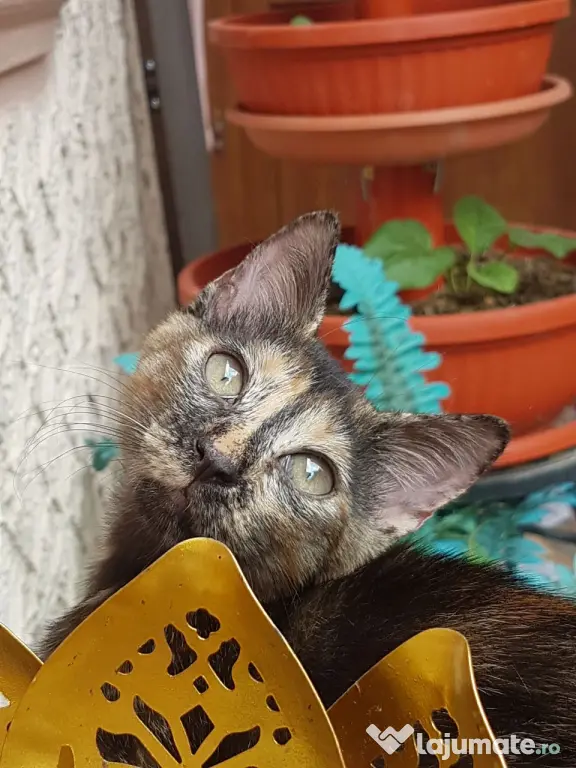 Ofer spre adoptie o pisicuta tare dragalasa