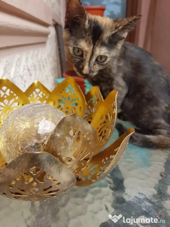 Ofer spre adoptie o pisicuta tare dragalasa