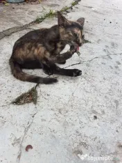 Ofer spre adoptie o pisicuta tare dragalasa
