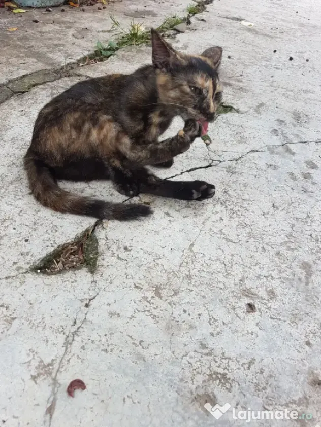 Ofer spre adoptie o pisicuta tare dragalasa