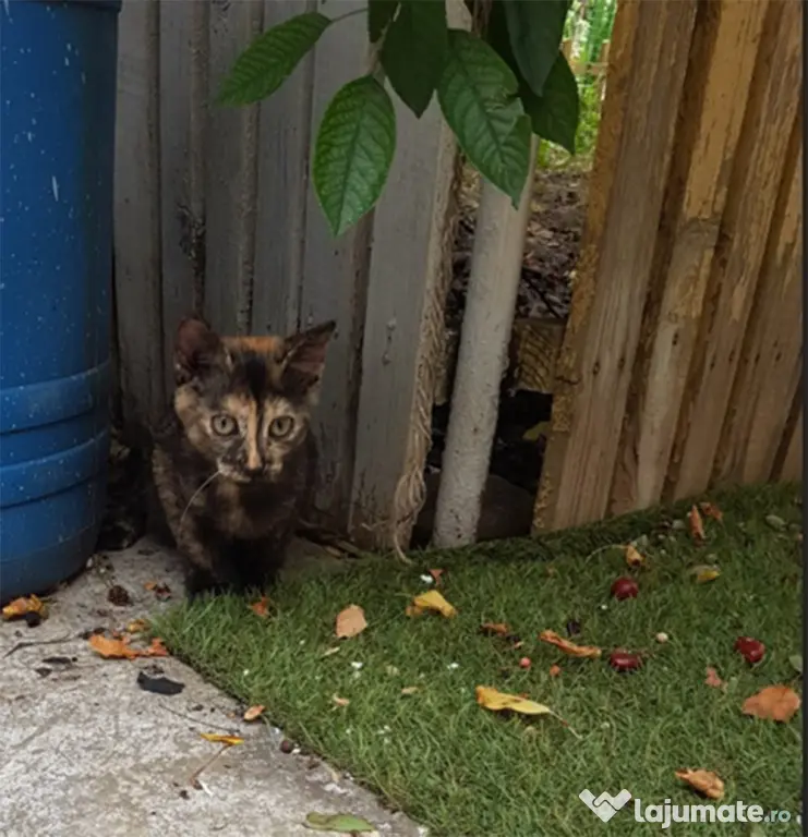 Ofer spre adoptie o pisicuta tare dragalasa