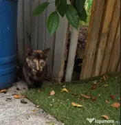 Ofer spre adoptie o pisicuta tare dragalasa