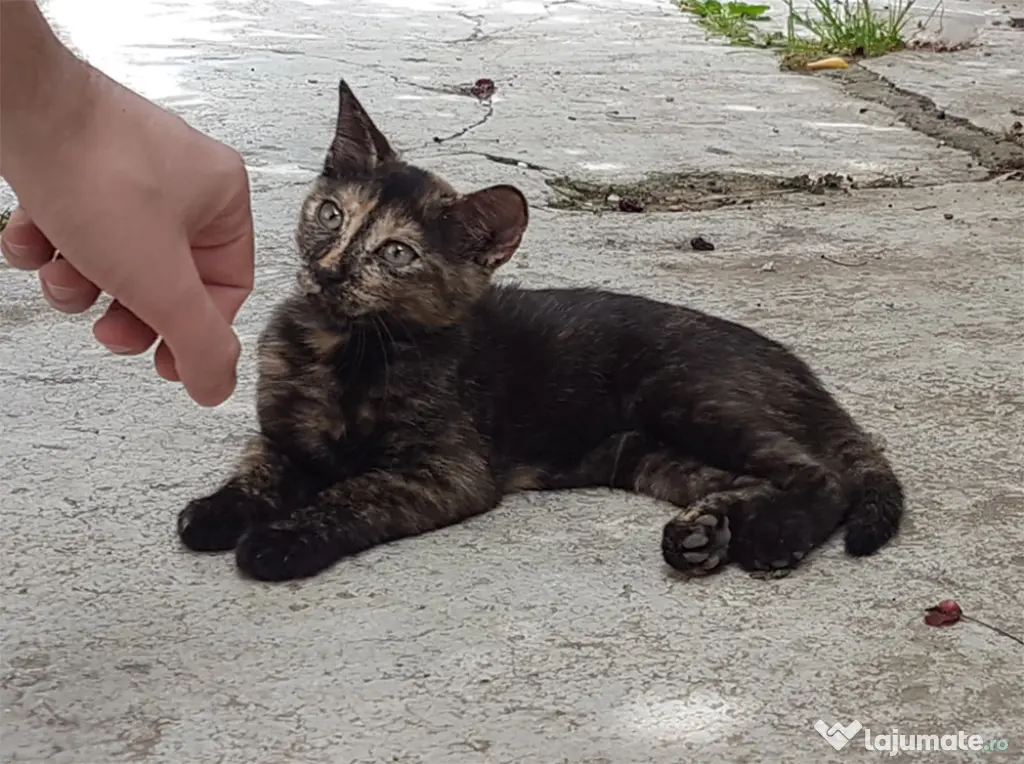 Ofer spre adoptie o pisicuta tare dragalasa