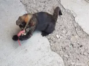 Ofer spre adoptie o pisicuta tare dragalasa