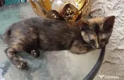 Ofer spre adoptie o pisicuta tare dragalasa