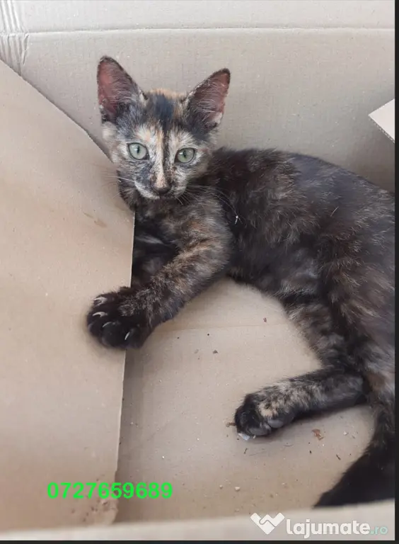Ofer spre adoptie o pisicuta tare dragalasa