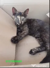 Ofer spre adoptie o pisicuta tare dragalasa