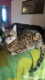 Pisica bengal mascul 