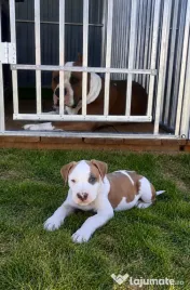 Amstaff cu pedigree 