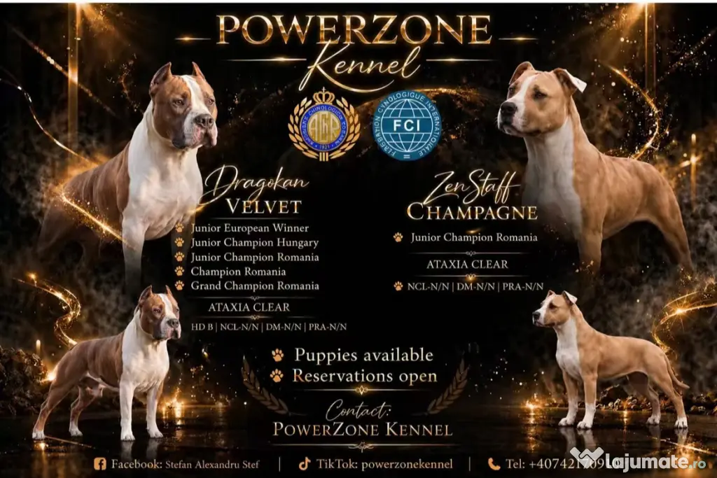 Amstaff cu pedigree