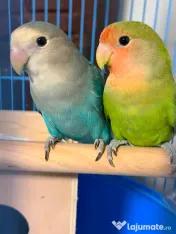 *Vând pereche Agapornis