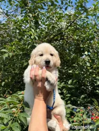 Golden retriever puiuți
