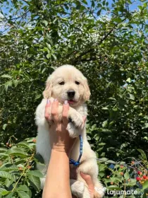 Golden retriever puiuți