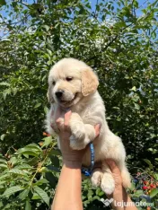 Golden retriever puiuți
