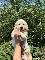 Golden retriever puiuți